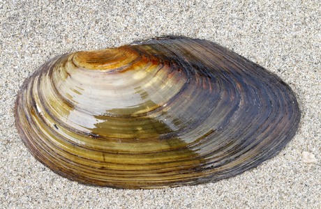 Große Teichmuschel (Anadonta cygnea) - © Gernot Kunz